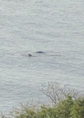 Whales spotted very close in