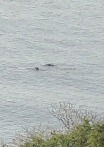 Whales spotted very close in